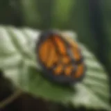 Monarch butterfly egg on a leaf