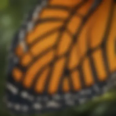 A close-up view of the unique patterns on a monarch butterfly's wings.