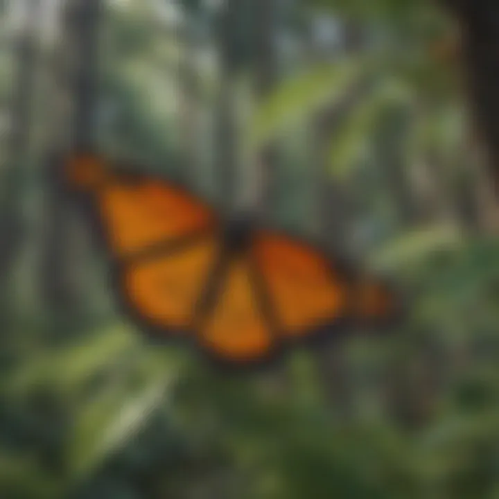 A breathtaking landscape of the monarch butterfly's wintering habitat in Mexico.