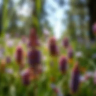 Notable The Rich Tapestry of English Wildflowers Notable The Rich Tapestry of English Wildflowers