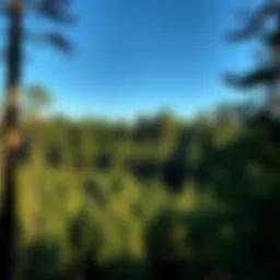 The Role of Conservation Scientists and Foresters in Sustainable Forestry Introduction