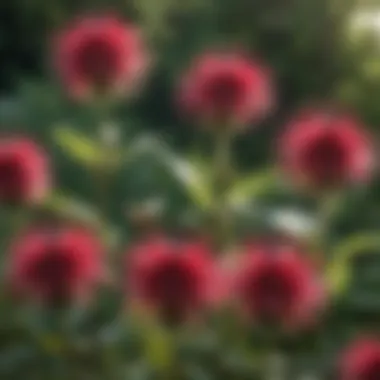 Close-up of bee balm flowers attracting various pollinators