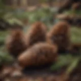 Close-up of pine cones on a forest floor