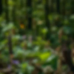 A diverse range of medicinal plants in a forest setting