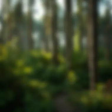 Sustainable Forest Management Practices An overview of forest management practices aligned with conservation