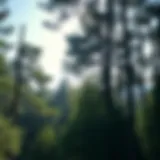 The Role of Trees in Carbon Capture: A Comprehensive Examination Introduction