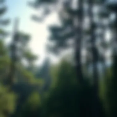 The Role of Trees in Carbon Capture: A Comprehensive Examination Introduction The Role of Trees in Carbon Capture: A Comprehensive Examination Introduction