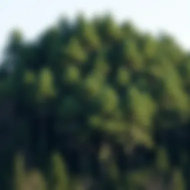 Notable The Role of Trees in Carbon Capture: A Comprehensive Examination Notable The Role of Trees in Carbon Capture: A Comprehensive Examination