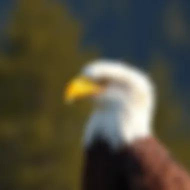 The Transformation of Bald Eagles: Understanding the Change to White Feathers Summary