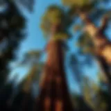 Majestic view of the General Sherman Tree towering among other sequoias