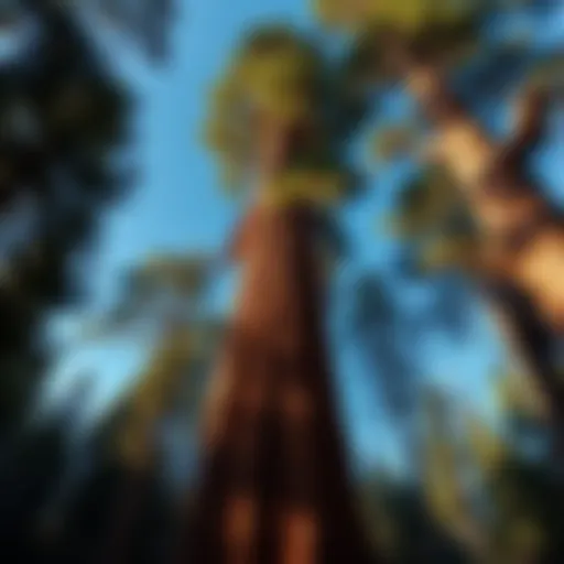 Majestic view of the General Sherman Tree towering among other sequoias