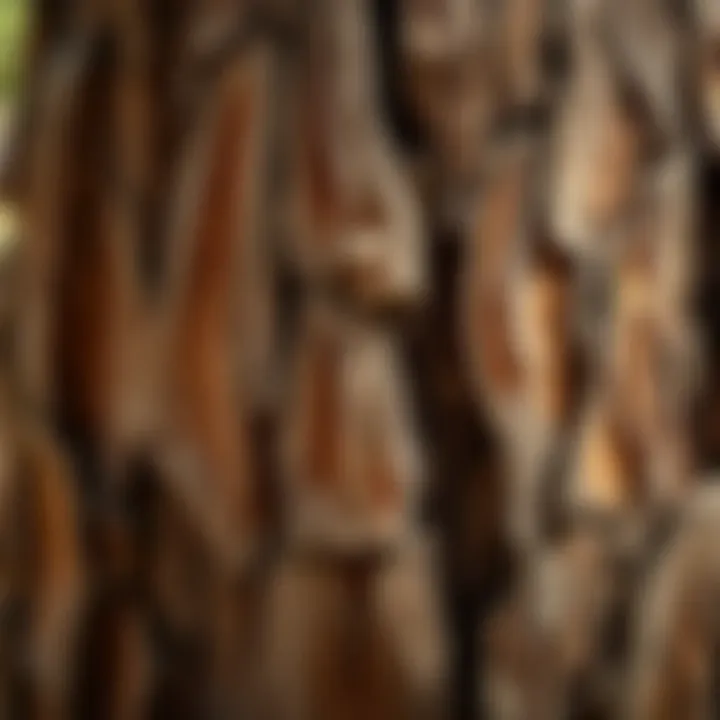 The Resilient Bark of Sequoia Trees Close-up of the intricate bark texture of a sequoia tree, showcasing its age and resilience
