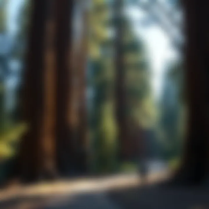 Wilderness Trail: Journey Through Time Quiet trail winding through ancient sequoia trees, inviting visitors to explore