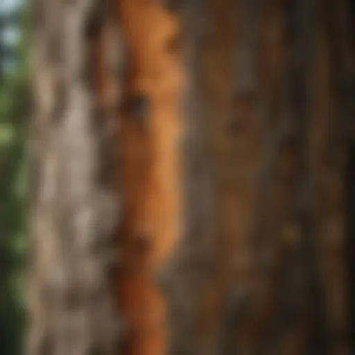 Close-up of a tree bark showing signs of decay