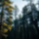 Trees and Carbon Absorption: An In-depth Exploration Introduction