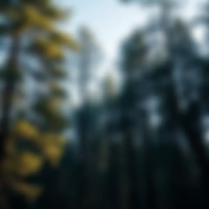 Trees and Carbon Absorption: An In-depth Exploration Introduction