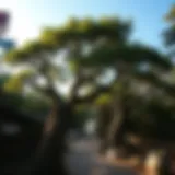 Trees Between Earth and Heaven: The Interface of Nature and Culture Introduction