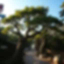 Trees Between Earth and Heaven: The Interface of Nature and Culture Introduction