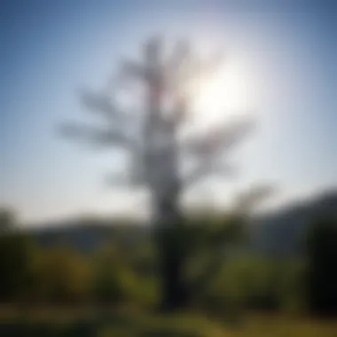 Notable Trees Between Earth and Heaven: The Interface of Nature and Culture