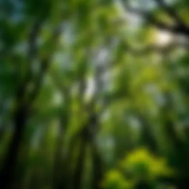 Trees Between Earth and Heaven: The Interface of Nature and Culture Summary