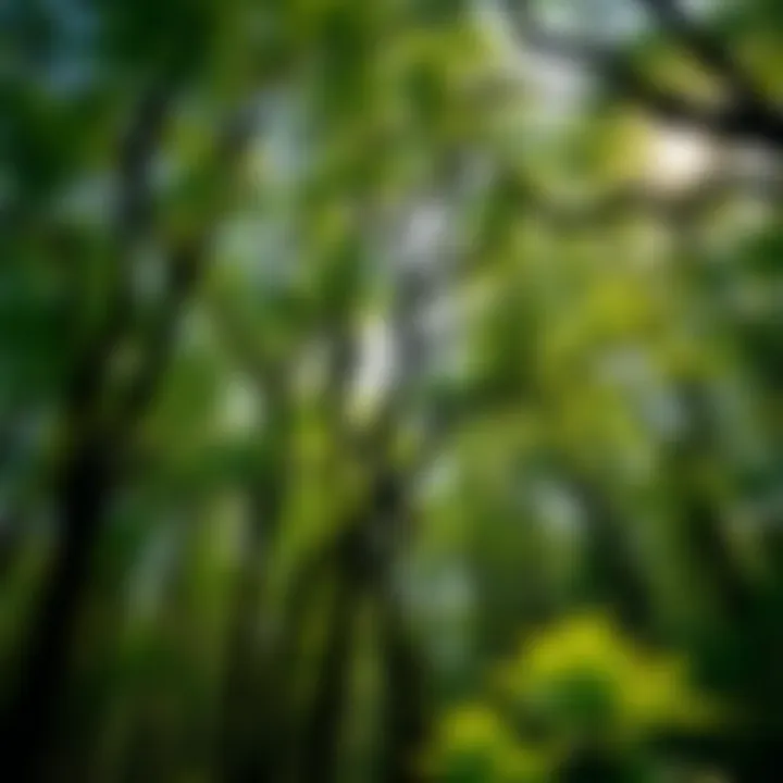 Trees Between Earth and Heaven: The Interface of Nature and Culture Summary