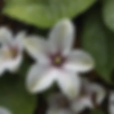 Close-up view of Trillium cuneatum petals showcasing unique markings