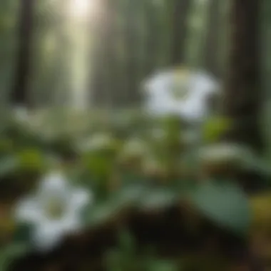 Conservation Status of Trillium Cuneatum Infographic depicting the conservation status and efforts for Trillium cuneatum