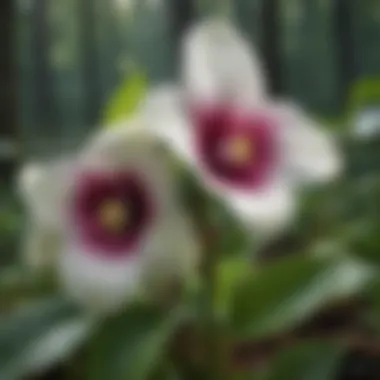 Morphological Features of Trillium Cuneatum Illustration highlighting the morphological features of Trillium cuneatum