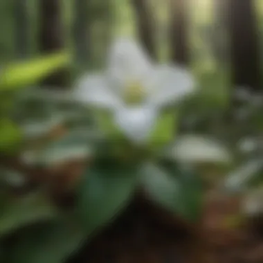 Trillium Cuneatum in Natural Habitat Trillium cuneatum in its natural habitat surrounded by lush green foliage