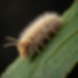 Tussock moth caterpillar on a leaf