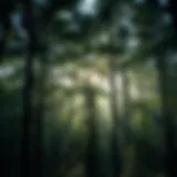 Under the Canopy: An Exploration of Soap and Its Connection to Forests Introduction