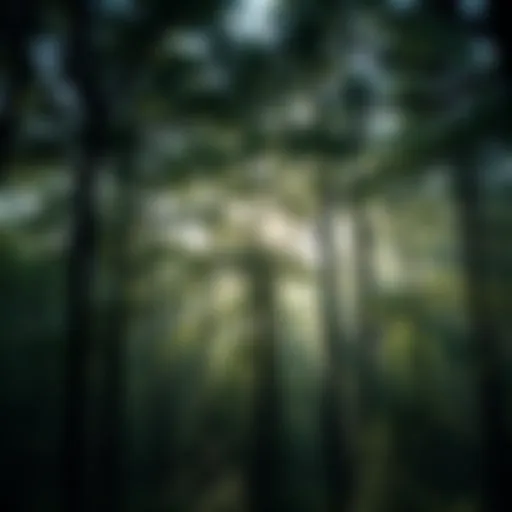 Under the Canopy: An Exploration of Soap and Its Connection to Forests Introduction
