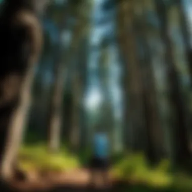 Notable Under the Canopy: An Exploration of Soap and Its Connection to Forests