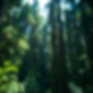Under the Canopy: An Exploration of Soap and Its Connection to Forests Summary Under the Canopy: An Exploration of Soap and Its Connection to Forests Summary