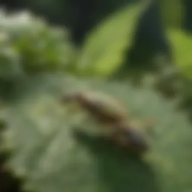 Close-up of aphids on a leaf