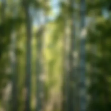 Diverse Growth Stages in Aspen Forest Aspen forest showcasing diverse growth stages