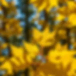 Close-up of vibrant aspen leaves in sunlight