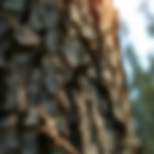 Close-up view of tree bark showcasing texture and patterns