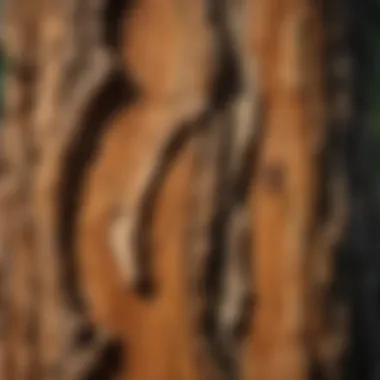 Close-up of cedar bark showcasing its unique texture