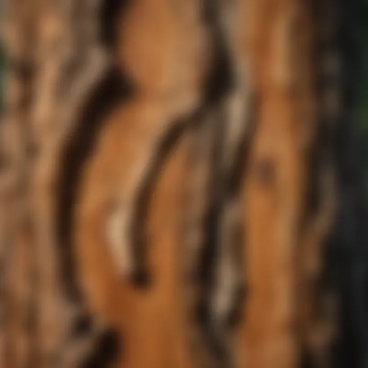 Close-up of cedar bark showcasing its unique texture