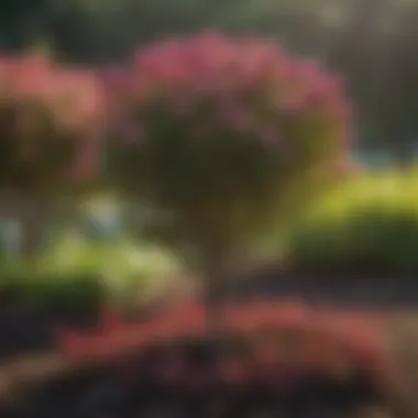 Crape myrtle seedlings thriving in a garden bed