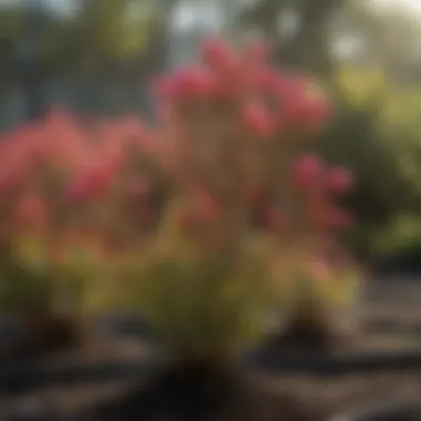 Healthy crape myrtle seedlings in a nursery