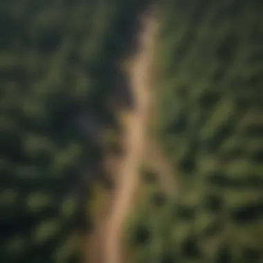 Forest Dynamics: Living and Dead Trees An aerial view of a forest area showcasing both dead and living trees