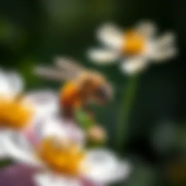 Notable Understanding Flowers as Pollinators Notable Understanding Flowers as Pollinators