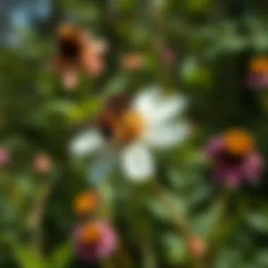 Understanding Flowers as Pollinators Summary Understanding Flowers as Pollinators Summary