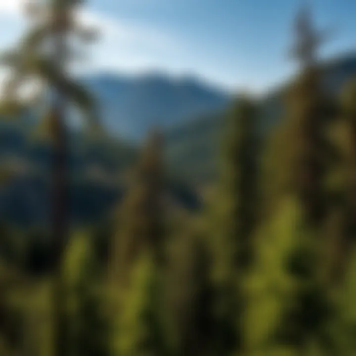 Notable Understanding Forestry Jobs and Salary Averages