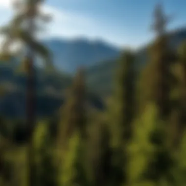 Notable Understanding Forestry Jobs and Salary Averages Notable Understanding Forestry Jobs and Salary Averages