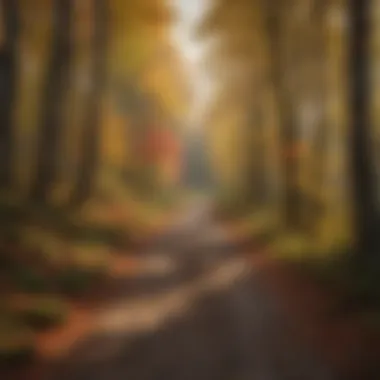 Aesthetic view of a groomed woodland trail in autumn