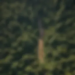 Aerial view of a lush forest highlighting diverse wood species