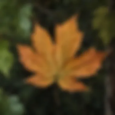 A close-up of a maple leaf highlighting its unique structure and color.